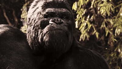 A Close Up Of A Gorilla Looking At The Camera With Trees In The Background GIF