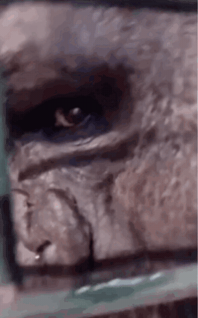 A Close Up Of A Gorilla 'S Eye With A Green Background GIF