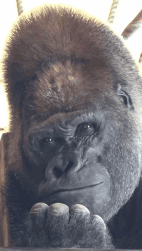 A Close Up Of A Gorilla 'S Face Looking At The Camera GIF