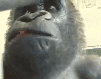 A Close Up Of A Gorilla 'S Face With A Serious Look On His Face . GIF