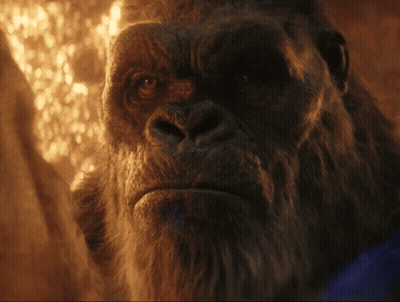 A Close Up Of A Gorilla With A Beard Looking At The Camera GIF