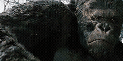 A Close Up Of A Gorilla With A Serious Look On His Face . GIF