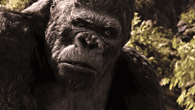 A Close Up Of A Gorilla With A Serious Look On Its Face GIF