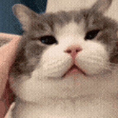 A Close Up Of A Gray And White Cat 'S Face With A Person Holding It . GIF