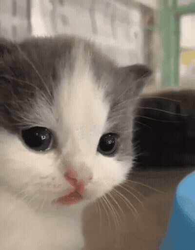 A Close Up Of A Gray And White Cat 'S Face GIF