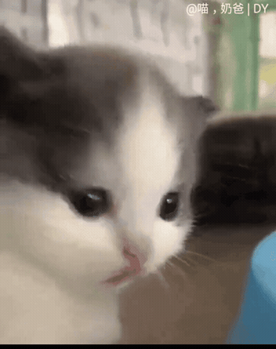 A Close Up Of A Gray And White Cat With Chinese Writing GIF