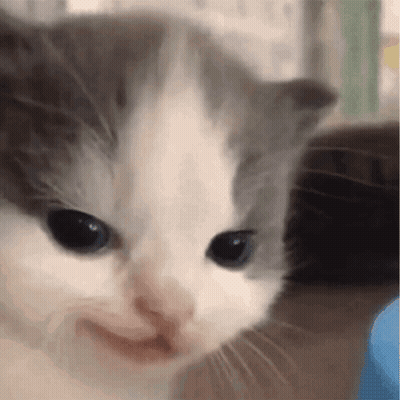 A Close Up Of A Gray And White Kitten 'S Face With A Smile On Its Face . GIF