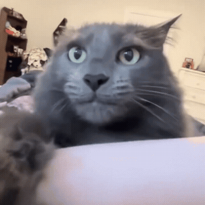 A Close Up Of A Gray Cat Laying On A Bed GIF