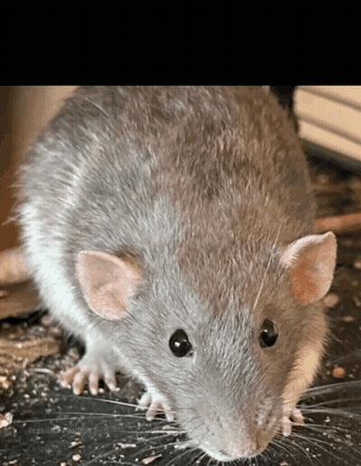 A Close Up Of A Gray Rat With A Black Eye GIF