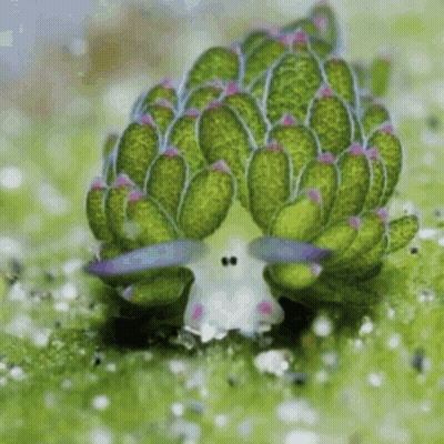 A Close Up Of A Green And White Sponge With Purple Spots GIF