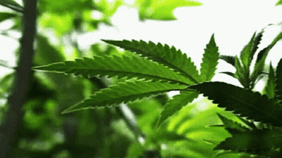 A Close Up Of A Green Marijuana Leaf With A White Background GIF
