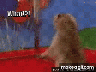 A Close Up Of A Ground Squirrel With The Caption What GIF