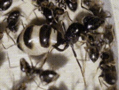 A Close Up Of A Group Of Black Ants GIF