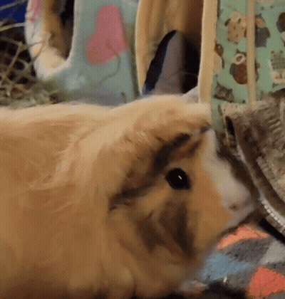 A Close Up Of A Guinea Pig Laying On A Rug GIF