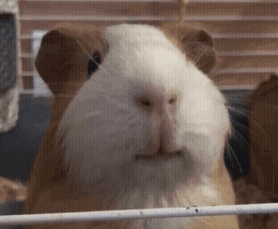 A Close Up Of A Guinea Pig 'S Face Looking At The Camera GIF