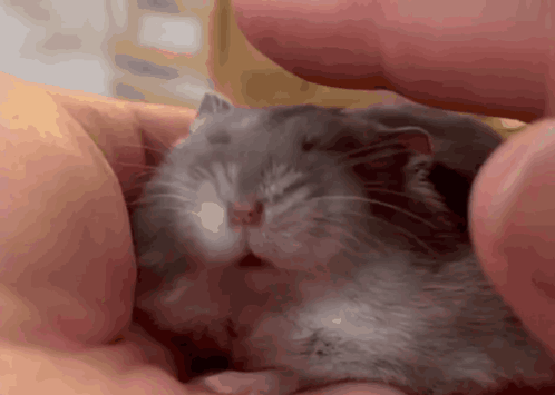 A Close Up Of A Hamster Being Held In Someone 'S Hand GIF