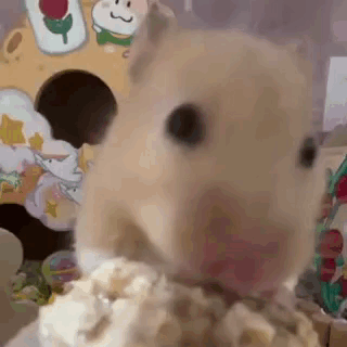 A Close Up Of A Hamster Eating A Piece Of Popcorn In A Cage . GIF