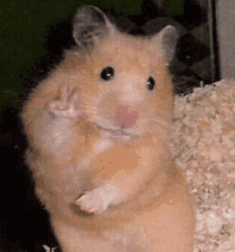 A Close Up Of A Hamster Giving A Peace Sign . GIF