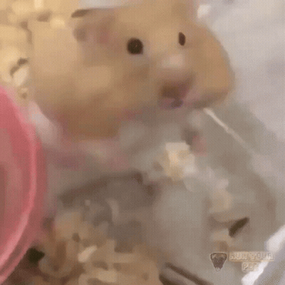 A Close Up Of A Hamster In A Cage With A Pink Bowl . GIF