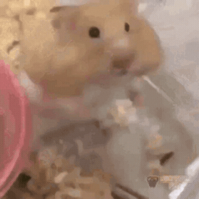 A Close Up Of A Hamster In A Cage With A Pink Bowl . GIF