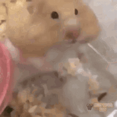 A Close Up Of A Hamster In A Plastic Cage Eating Food . GIF