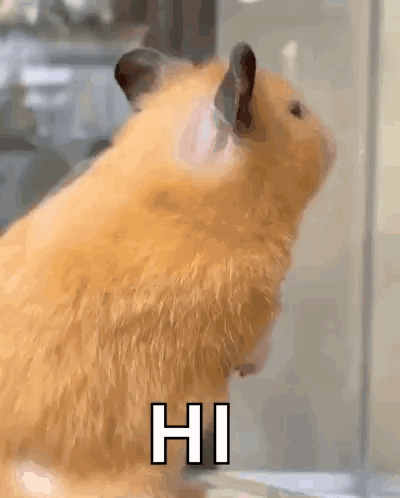 A Close Up Of A Hamster Looking Out A Window With The Words Hi Written On It . GIF