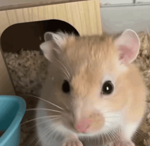 A Close Up Of A Hamster 'S Face Looking At The Camera GIF