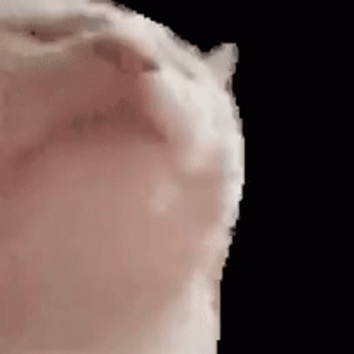 A Close Up Of A Hamster 'S Face With A Black Background . GIF