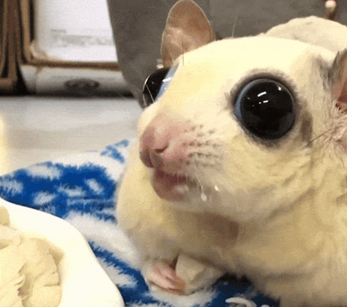 A Close Up Of A Hamster 'S Face With A Blue And White Blanket In The Background GIF