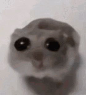 A Close Up Of A Hamster 'S Face With Big Eyes . GIF