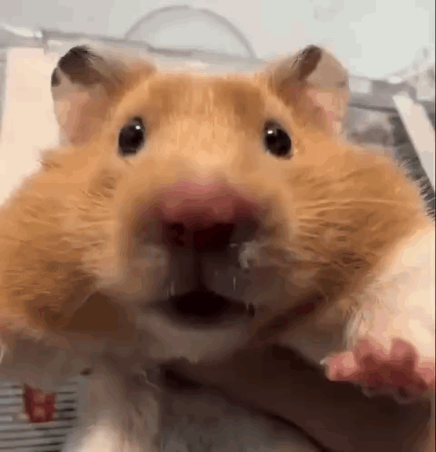 A Close Up Of A Hamster 'S Face With Its Mouth Open And Looking At The Camera . GIF