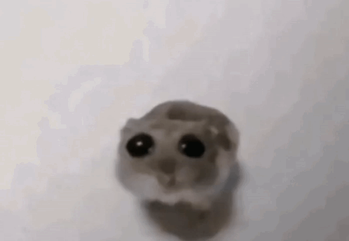 A Close Up Of A Hamster 'S Head With Big Black Eyes . GIF