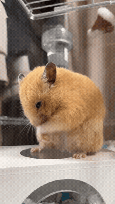 A Close Up Of A Hamster Sitting On A White Object GIF