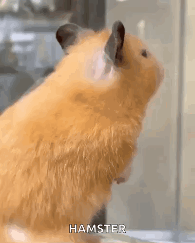 A Close Up Of A Hamster Standing In Front Of A Glass Door . GIF