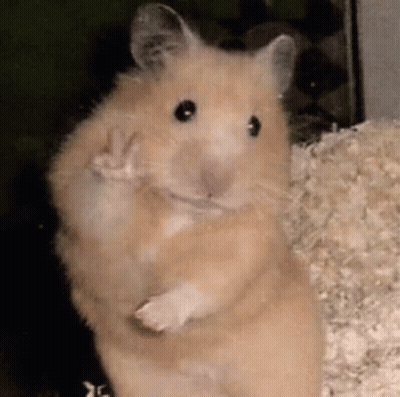 A Close Up Of A Hamster Standing On Its Hind Legs . GIF