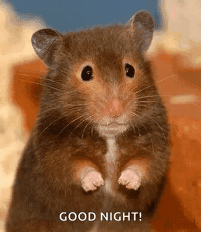 A Close Up Of A Hamster Standing On Its Hind Legs And Saying Good Night . GIF
