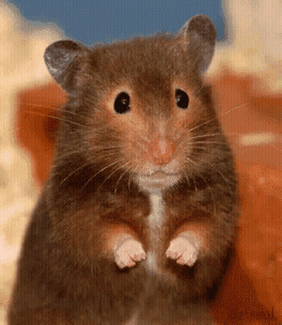 A Close Up Of A Hamster Standing On Its Hind Legs Looking At The Camera GIF