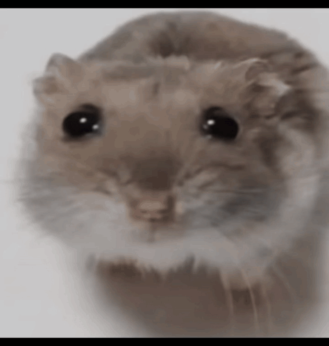 A Close Up Of A Hamster With Big Black Eyes GIF