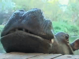A Close Up Of A Hippo Laying On A Wooden Table GIF