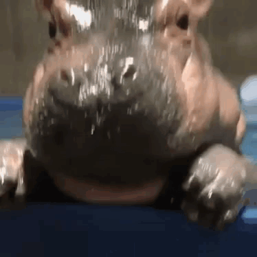 A Close Up Of A Hippopotamus Drinking Water From A Bottle . GIF