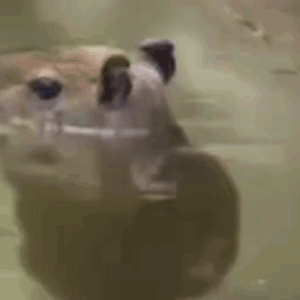 A Close Up Of A Hippopotamus Swimming In A Tank . GIF