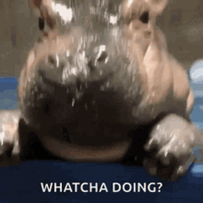 A Close Up Of A Hippopotamus With Water Coming Out Of Its Mouth And The Words Whatcha Doing . GIF