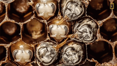 A Close Up Of A Honeycomb With A National Geographic Logo On The Bottom Right GIF
