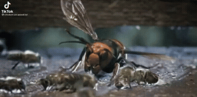 A Close Up Of A Hornet Eating A Bee In The Water . GIF