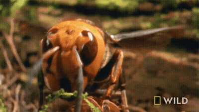 A Close Up Of A Hornet With A National Geographic Logo Behind It GIF