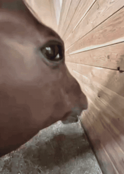 A Close Up Of A Horse 'S Face Drinking Water From A Bucket GIF