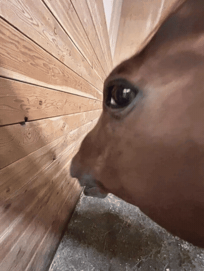 A Close Up Of A Horse 'S Face Looking Through A Wooden Wall GIF