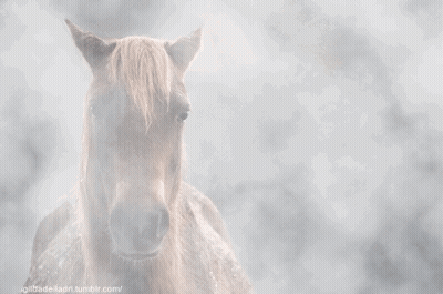 A Close Up Of A Horse 'S Face With A Tumblr.com Url Below It GIF