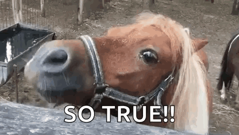 A Close Up Of A Horse 'S Face With The Words `` So True '' Written On It . GIF