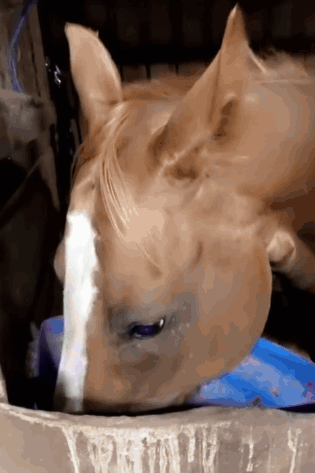 A Close Up Of A Horse 'S Head Drinking From A Bucket GIF
